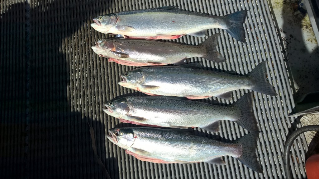 WP_20151129_10_09_38_Pro