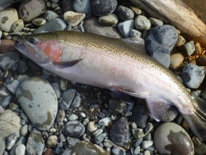 10344153_1003146736384164_4127139553622372691_o