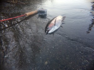 11782345_1002070933158411_615307236436910149_o