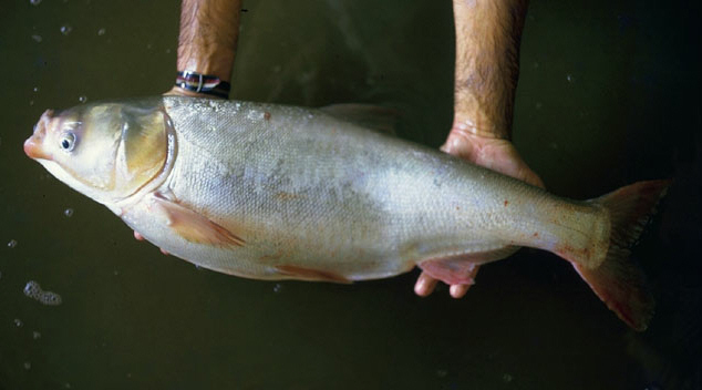 Silver carp