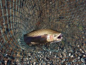 13483175_1167900933242076_560082497085006625_o