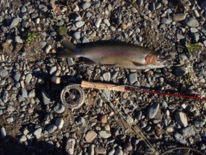 13490873_1167900943242075_8696486716670258681_o