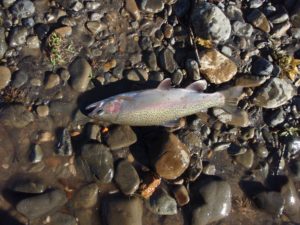 13497956_1167900806575422_7999818043046237210_o