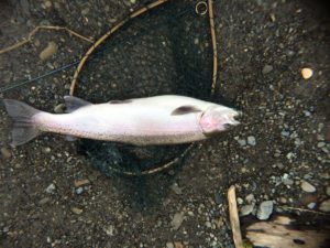 13502670_1167900553242114_328395947292593907_o