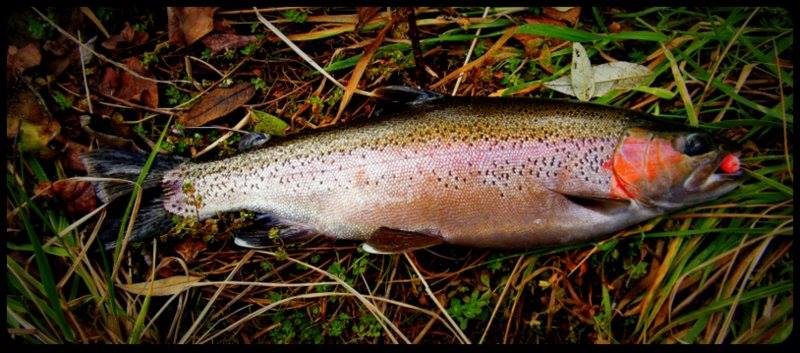 13645261_1414078388607470_4088844255121757231_n