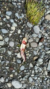 2016-11-16-17-06-38_resized