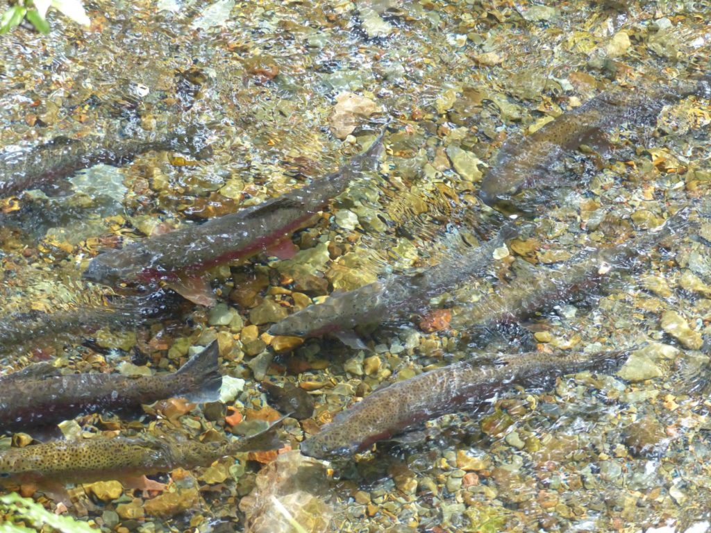 waihukahuka-stream-at-trout-centre