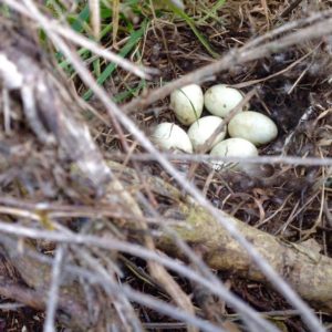 15253630_1318425834844101_5869956514164129925_n