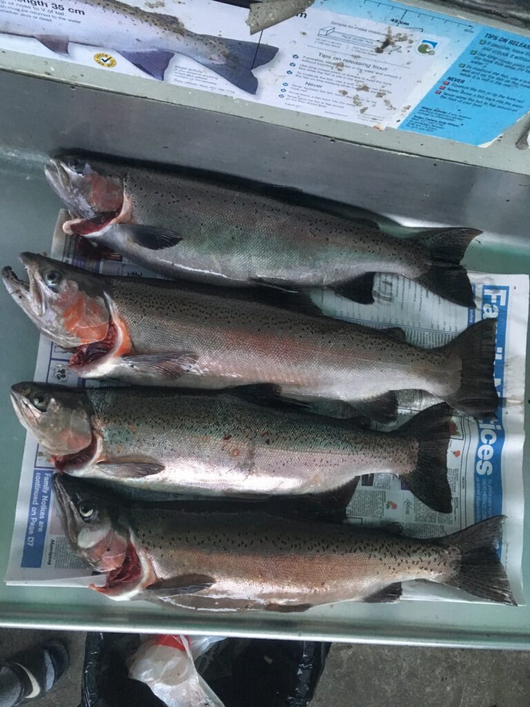 Taupo trout Harvest or Catch & Release? Tongariro River Motel